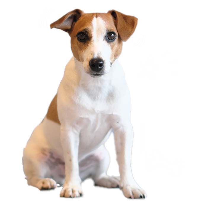 長期＆永久宿泊（老犬ホーム）