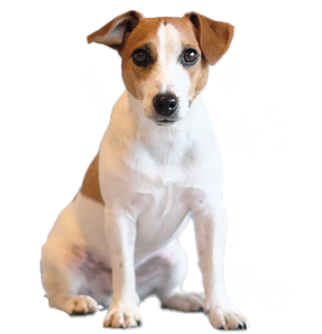 ”長期＆永久宿泊（老犬ホーム）”