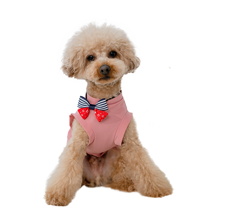 ペット販売（広面店のみ）