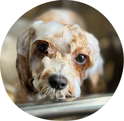 シャンプータイムです♪