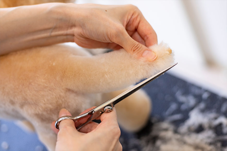 シャンプーカット