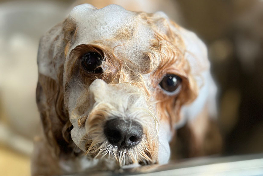 シャンプーセット