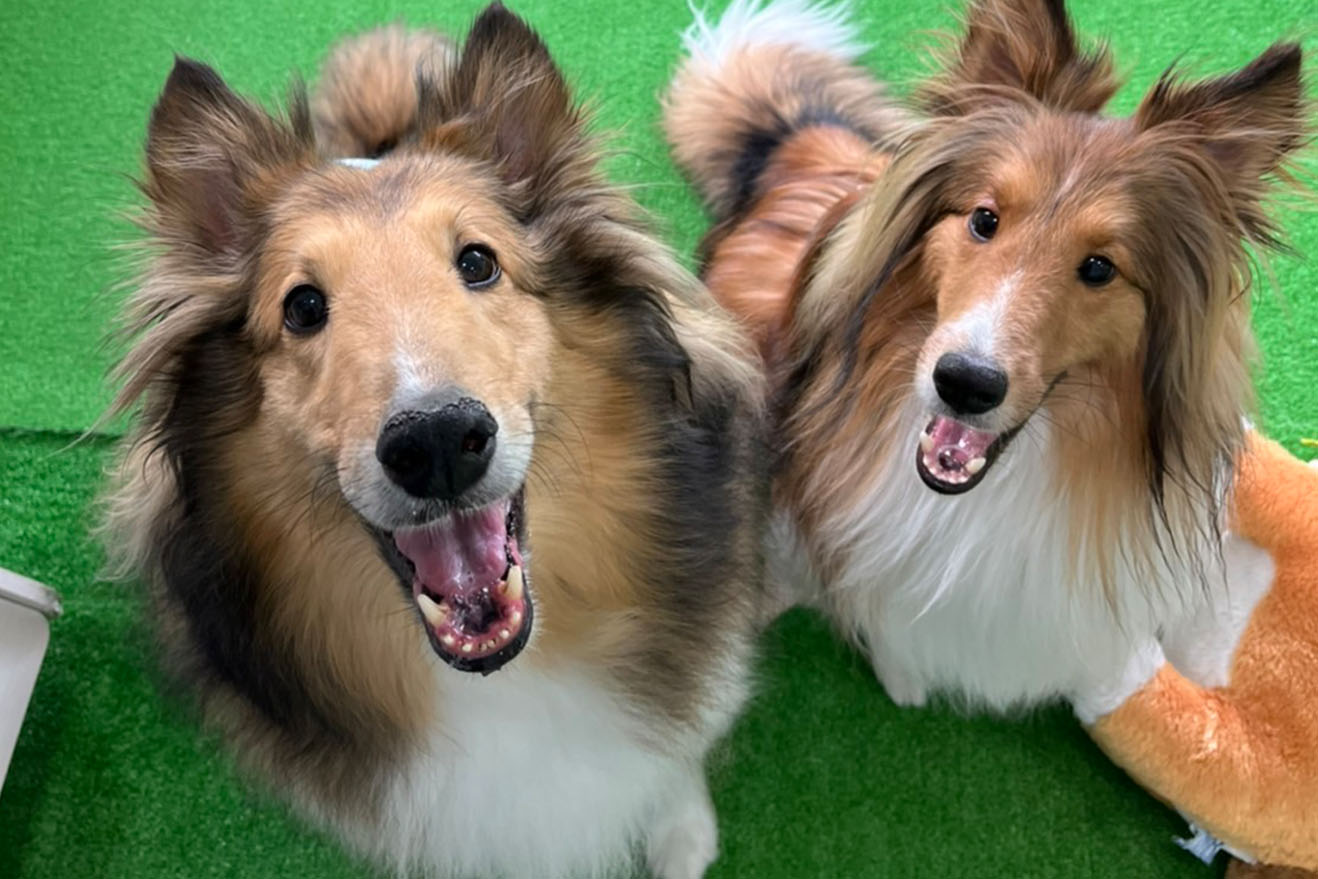 室内ドッグラン