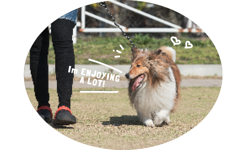 お散歩オプション