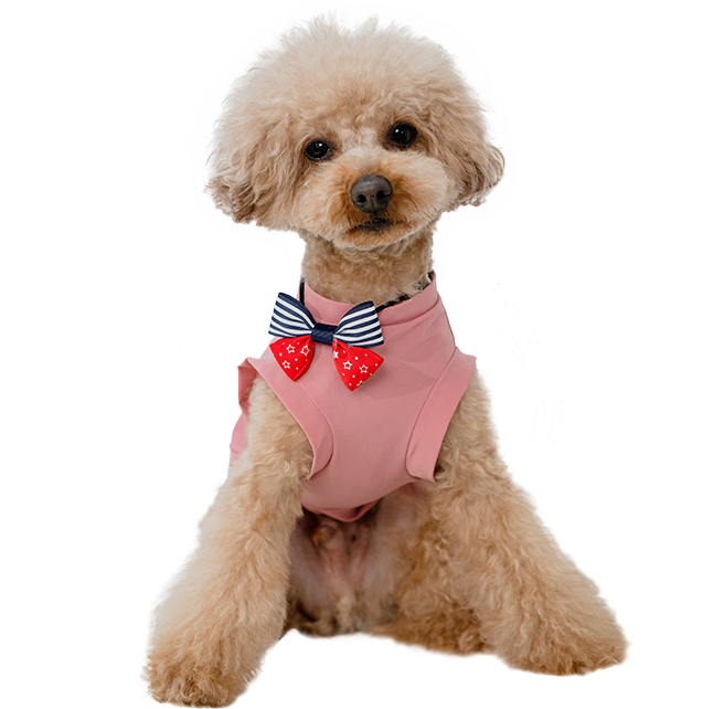 ペット保険で、愛犬愛猫の通院や入院に備えませんか？